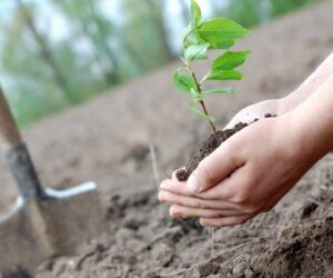 Împădurirea terenurilor degradate prin PNRR se face fără includerea în fondul forestier pe perioada angajamentului de 20 de ani