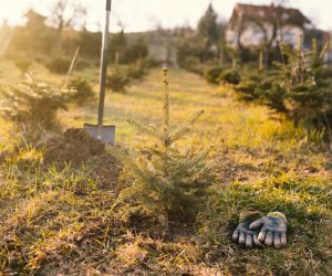 Se pot planta puieți iarna? Da, dacă solul nu este înghețat!