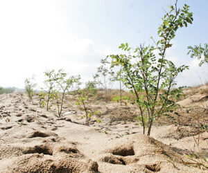 Romsilva cumpără terenuri degradate ca să le împădurească