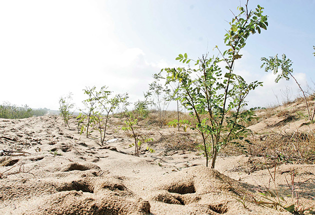 Romsilva cumpără terenuri degradate ca să le împădurească