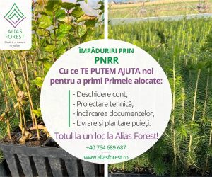 Pepiniera silvică Alias Forest / Írisz Fenyő – puieți forestieri în Harghita