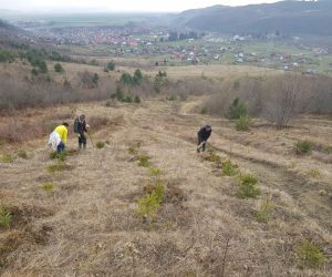 Primăria Săcele împădurește 30 de hectare de pășuni degradate