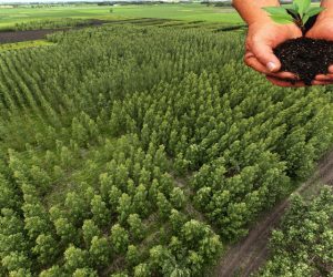 Pepiniera silvică Terra Silva – puieți forestieri în Malu Mare, județul Dolj