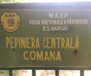 Pepiniera silvică Comana – puieți forestieri în Comana