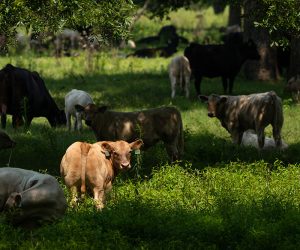 Protest de susținere a sistemelor silvo-pastorale de gestionare a terenurilor