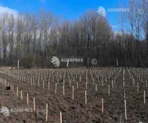 Ministerul Mediului: O suprafaţă de aproape 24.000 de hectare de pădure şi terenuri vor fi regenerate în acest an