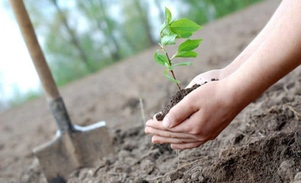 Luna Plantării arborilor 15 martie -15 aprilie, la Botoșani