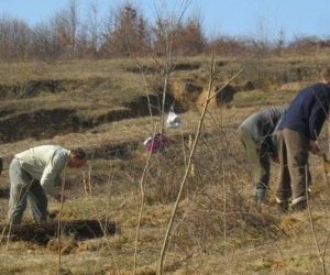 Ocoalele Silvice Lugoj – „Ana Lugojana”, Coşava şi Făget plantează 50 de hectare cu molid, brad, paltin, frasin, cireş, stejar și nuc negru