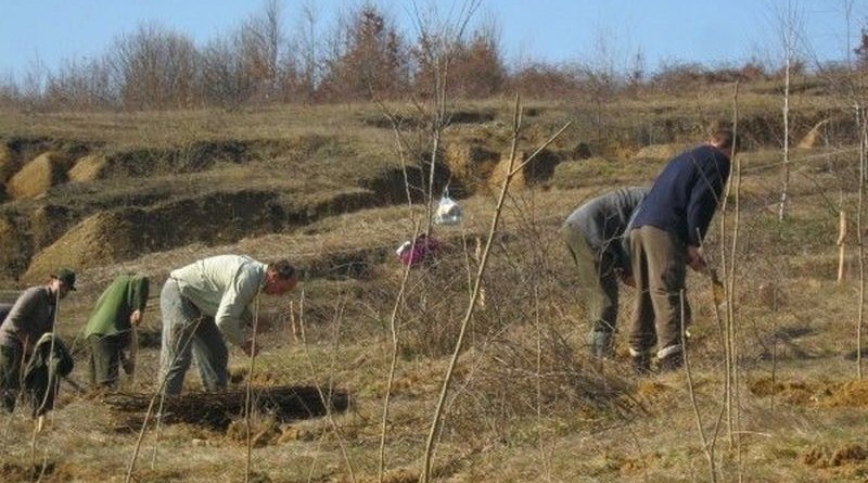 Ocoalele Silvice Lugoj – „Ana Lugojana”, Coşava şi Făget plantează 50 de hectare cu molid, brad, paltin, frasin, cireş, stejar și nuc negru