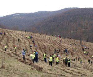 Direcțiile silvice din toată țara sunt în plină campanie de împădurire de primăvară