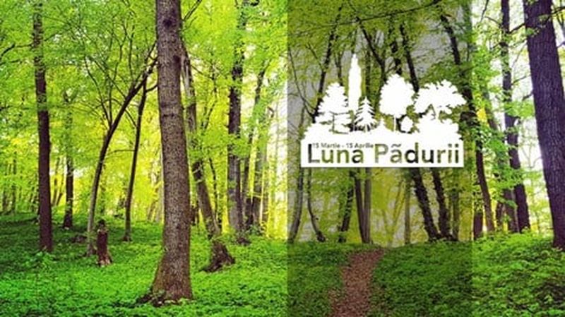 ”Luna Pădurii” la Bistrița: Acţiuni de igienizare, plantarea a 20.000 de puieţi