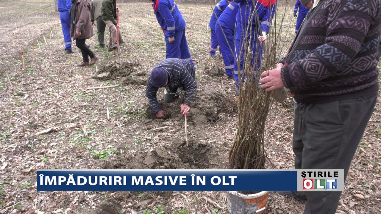 În Olt se vor planta în acest an aproape 100.000 puieți de stejar pedicular, plop euroamerican, salcie și salcâm