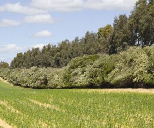 Romsilva va planta 19 milioane de puieți forestieri în campania de împăduriri de primăvară
