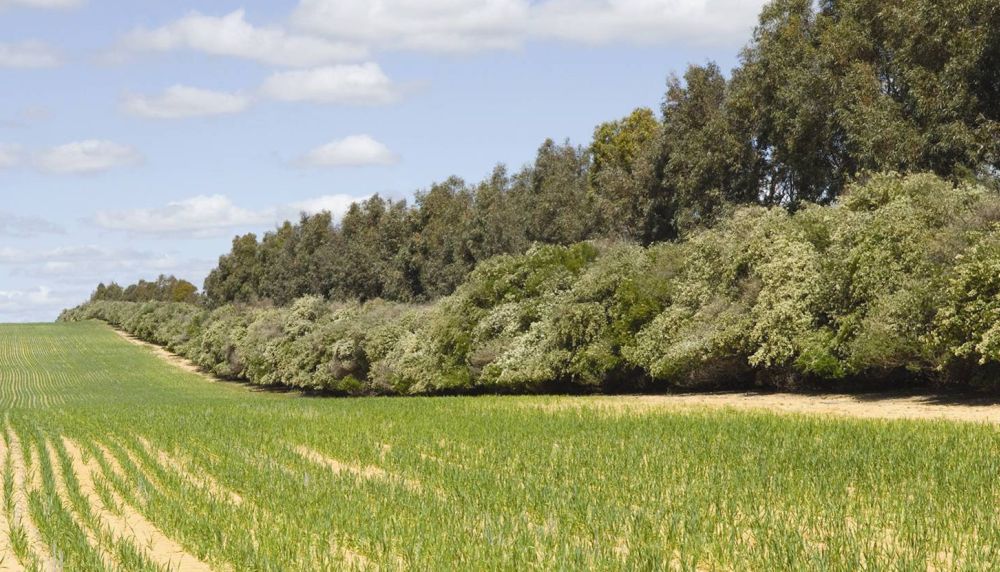 Romsilva va planta 19 milioane de puieți forestieri în campania de împăduriri de primăvară