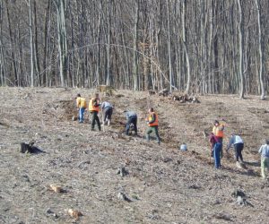 Direcţia Silvică Vâlcea vrea să planteze peste 260.000 puieţi de arbori în următoarea lună