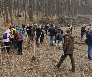 Direcția Silvică Botoșani a dat startul la „Luna plantării arborilor”