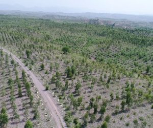 Orice pădure nou înființată va beneficia de o primă anuală de sechestrare forestieră în valoare de 456 euro/ ha timp de 20 de ani