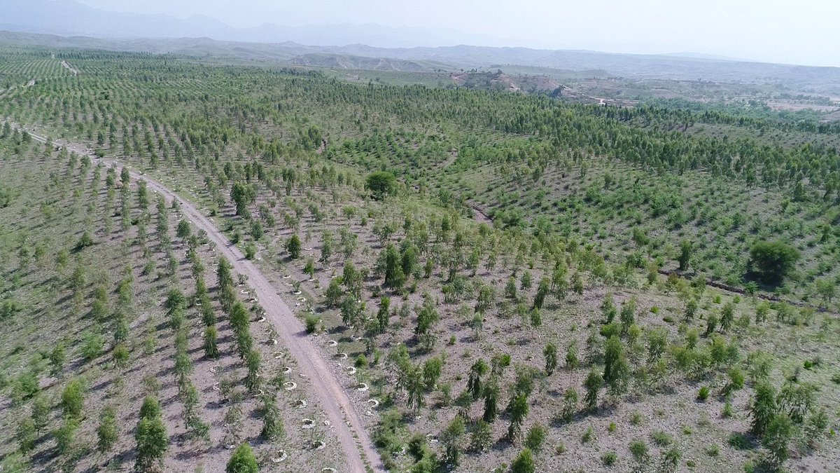 Orice pădure nou înființată va beneficia de o primă anuală de sechestrare forestieră în valoare de 456 euro/ ha timp de 20 de ani