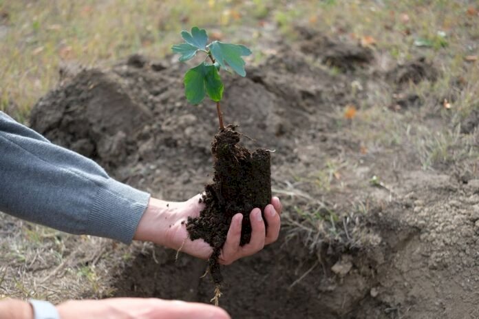 Autorităţile din R. Moldova îşi propun un program de împădurire de 1 miliard de euro