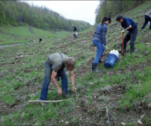 Ce documente trebuie să conțină dosarul pentru împădurirea unui teren cu fonduri PNRR