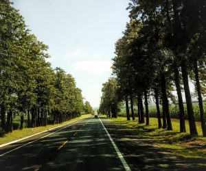 Perdele forestiere de protecție pe DN 65, în județul Argeș