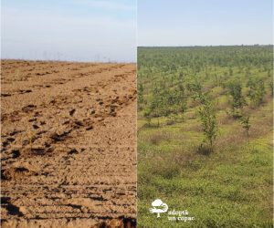 Salcâmul, arborele care poate face trecerea de la deșert la pădure