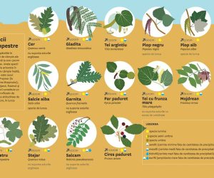 Lista speciilor forestiere de arbori și arbuști utilizate în lucrările de împăduriri