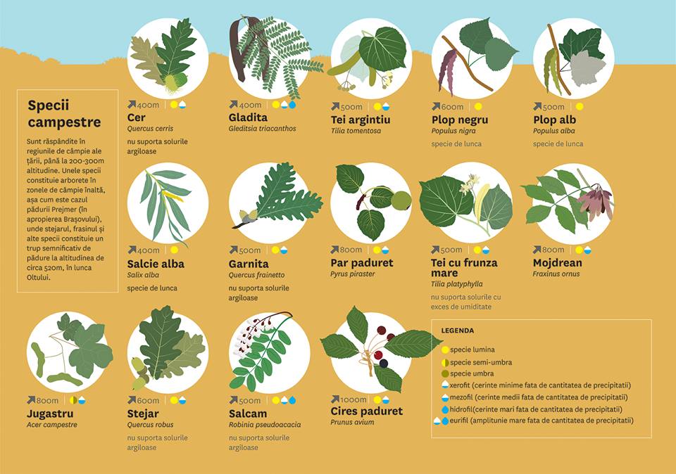 Lista speciilor forestiere de arbori și arbuști utilizate în lucrările de împăduriri