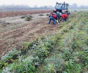 Pepiniera silvică Robinia – puieți forestieri în Lugoj