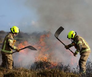 Prevenirea propagării incendiilor în plantația forestieră