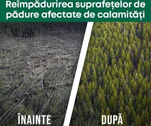 Subinvestiția I.1.B – Sprijin pentru refacerea pădurilor afectate de factori biotici, abiotici, de fenomene meteo, furtuni, doborâturi