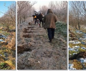 Peste 100 de hectare împădurite într-o localitate din Timiș, cu fonduri AFM
