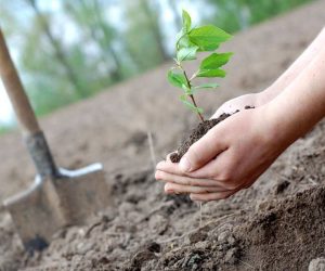 Acțiune de plantare cu voluntari la Moreni, pe 26 martie 2023