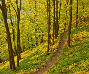 Fundația Pădurea de Mâine lansează o nouă rundă de finanțări nerambursabile pentru amenajări care pun în valoare pădurile comunitare, dar și împăduriri sau reîmpăduriri
