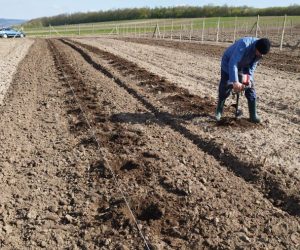 Prezentare proiect de împădurire cu fonduri PNRR a 3,5 ha cu gorun, paltin, cireș și frasin în Vadu Moldovei, județul Suceava