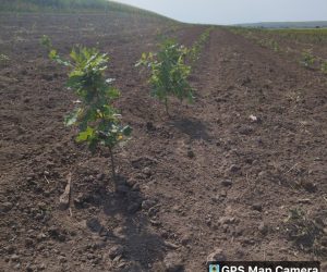 Cheltuielile cu proiectul tehnic de împădurire se vor deconta imediat după semnarea contractului de finanțare!