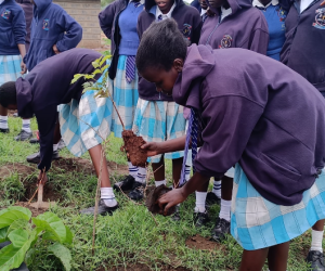 Guvernul din Kenya a oferit o zi liberă și 150 de milioane de puieți gratuit pentru ca fiecare kenyan să poată planta cel puțin 2 puieți