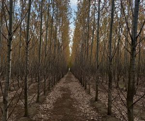 Stejar rosu Quercus Rubra, plop euroamerican