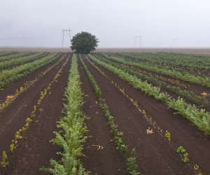 Exemplu de proiect de împădurire de la zero cu fonduri din PNRR al fermierului Milan Kelo