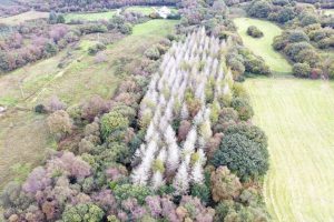 Împăduriri în Irlanda vs. România: zece tipuri de păduri, finanțări diferențiate și condiții specifice