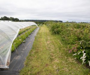 DR-19 – Cât este sprijinul pentru fiecare tip de perdea forestieră