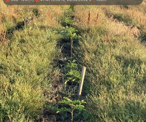 Anunț de finalizare a proiectului de împădurire cu fonduri PNRR PN7046864996759. Beneficiar: Bolohan Antonela Laura