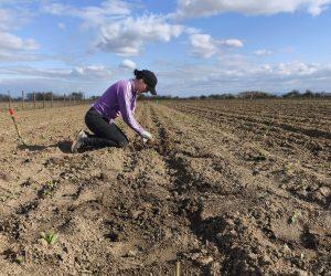 Proiect technic de impadurire prin schema de ajutor de stat ” SPRIJIN PENTRU INVESTITII IN NOI SUPRAFETE UCUPATE DE PADURI” DIN PNRR. Beneficiar SZEKELY ALBERT