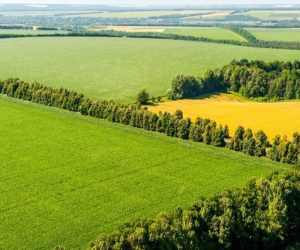 Termen prelungit pentru DR-19 – perdele forestiere până pe 30 iunie 2026: doar două proiecte depuse până acum