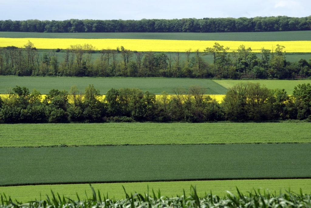 Perdele forestiere Perieni