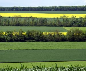 Primul proiect depus pe DR-19 vizează realizarea a 30 km de perdele forestiere la Stațiunea de Cercetare de la Perieni, județul Vaslui