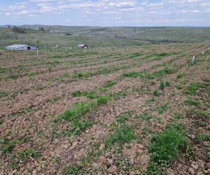 Impadurire prin programul PNRR 1,9 Ha in Secas judetul Timis Petru Apachitei