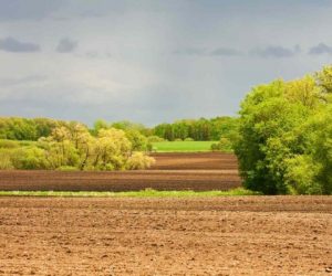 De ce DR-19 pentru perdele forestiere pierde comparația cu ecoschema PD 28 pentru pârloagă: bani mai puțini și mai greu de accesat