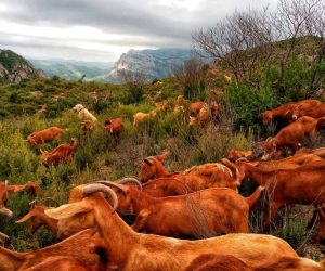 „Turmele de foc”: Comisia Europeană recomandă pășunatul pentru prevenirea incendiilor de vegetație