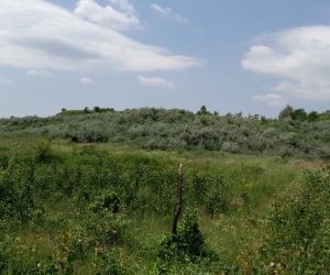 Situația terenurilor din afara fondului forestier, împădurite și ajunse la starea de masiv în perioada 2013–2025